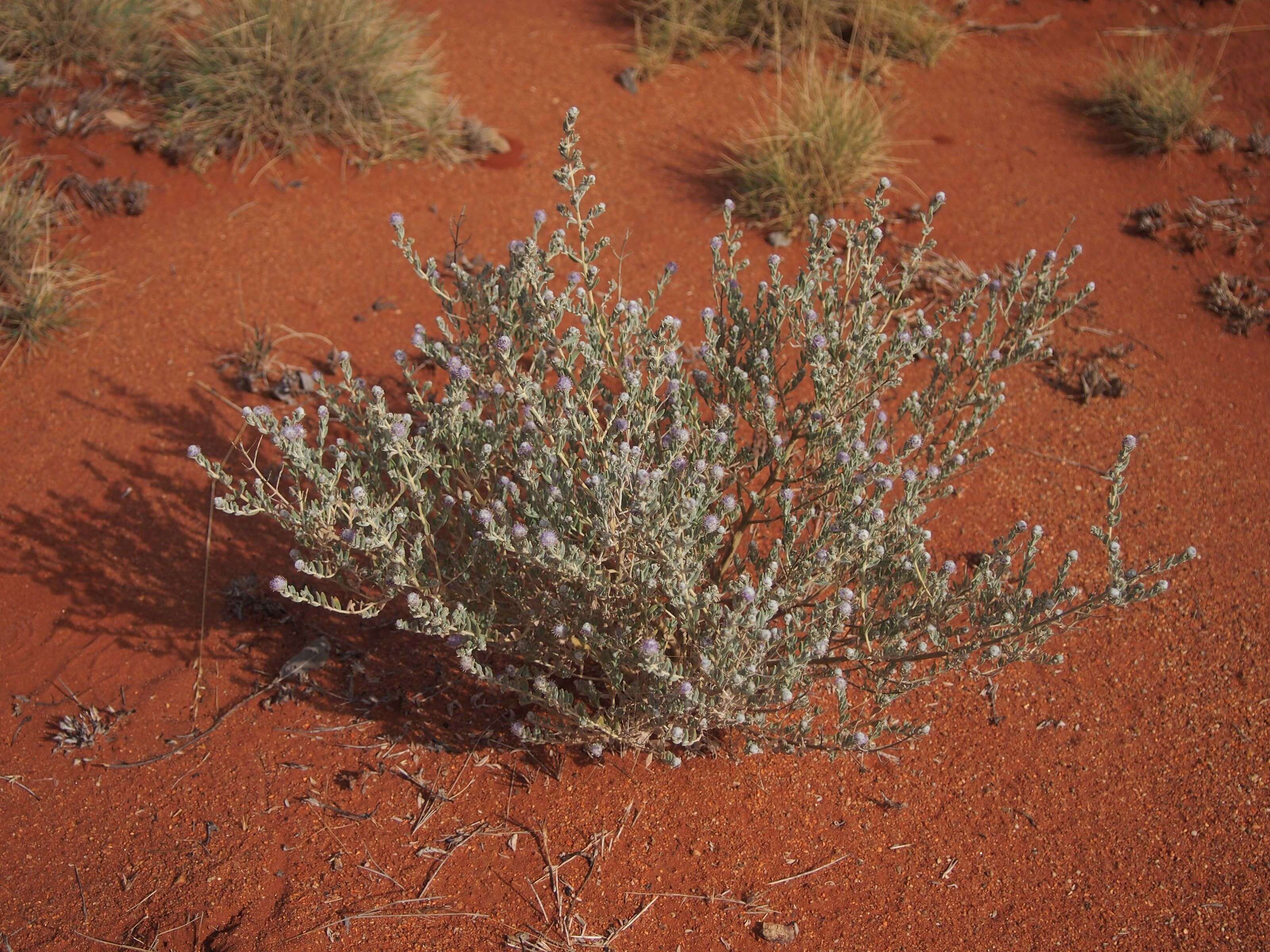 Image of Newcastelia cephalantha F. Muell.