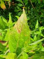 Image of hemp agrimony