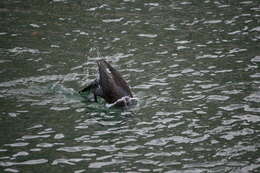 Image of Black Shag