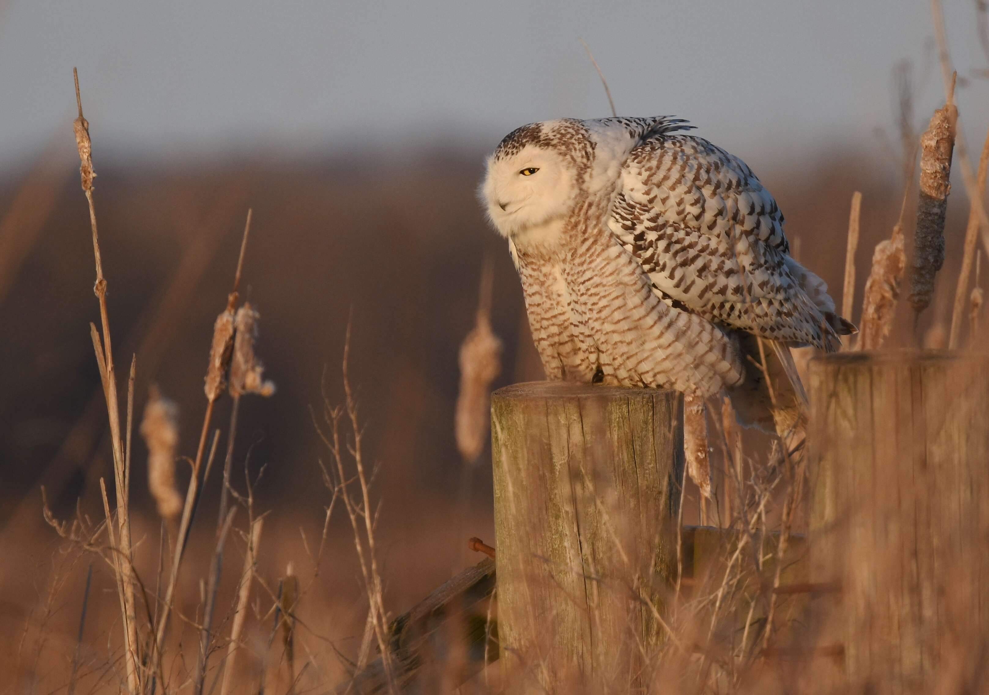 Image of Snowy Owl