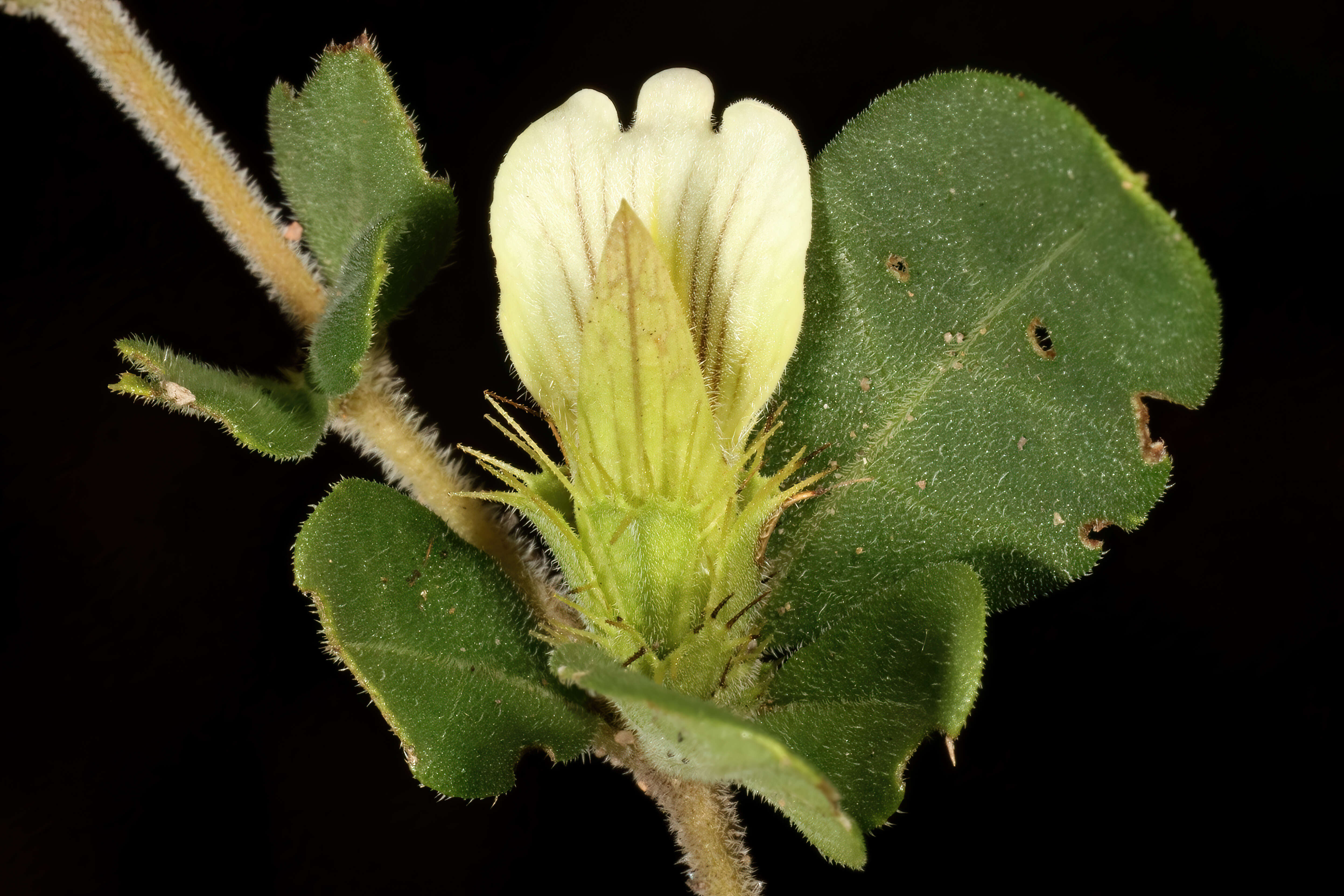 Blepharis maderaspatensis (L.) Heyne ex Roth resmi