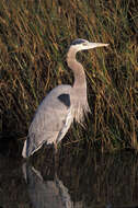 Image of Great Blue Heron