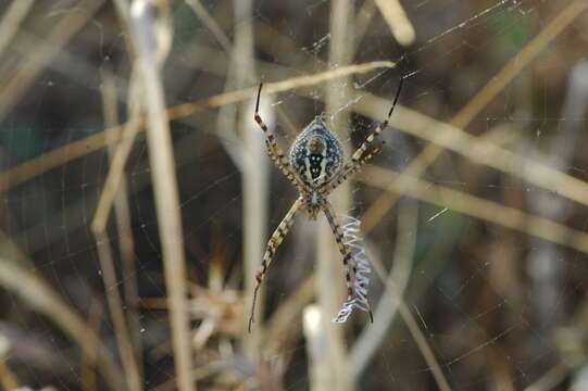 Image of Banded Argiope