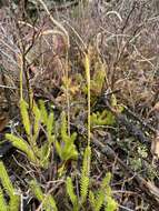 Image of one-cone clubmoss