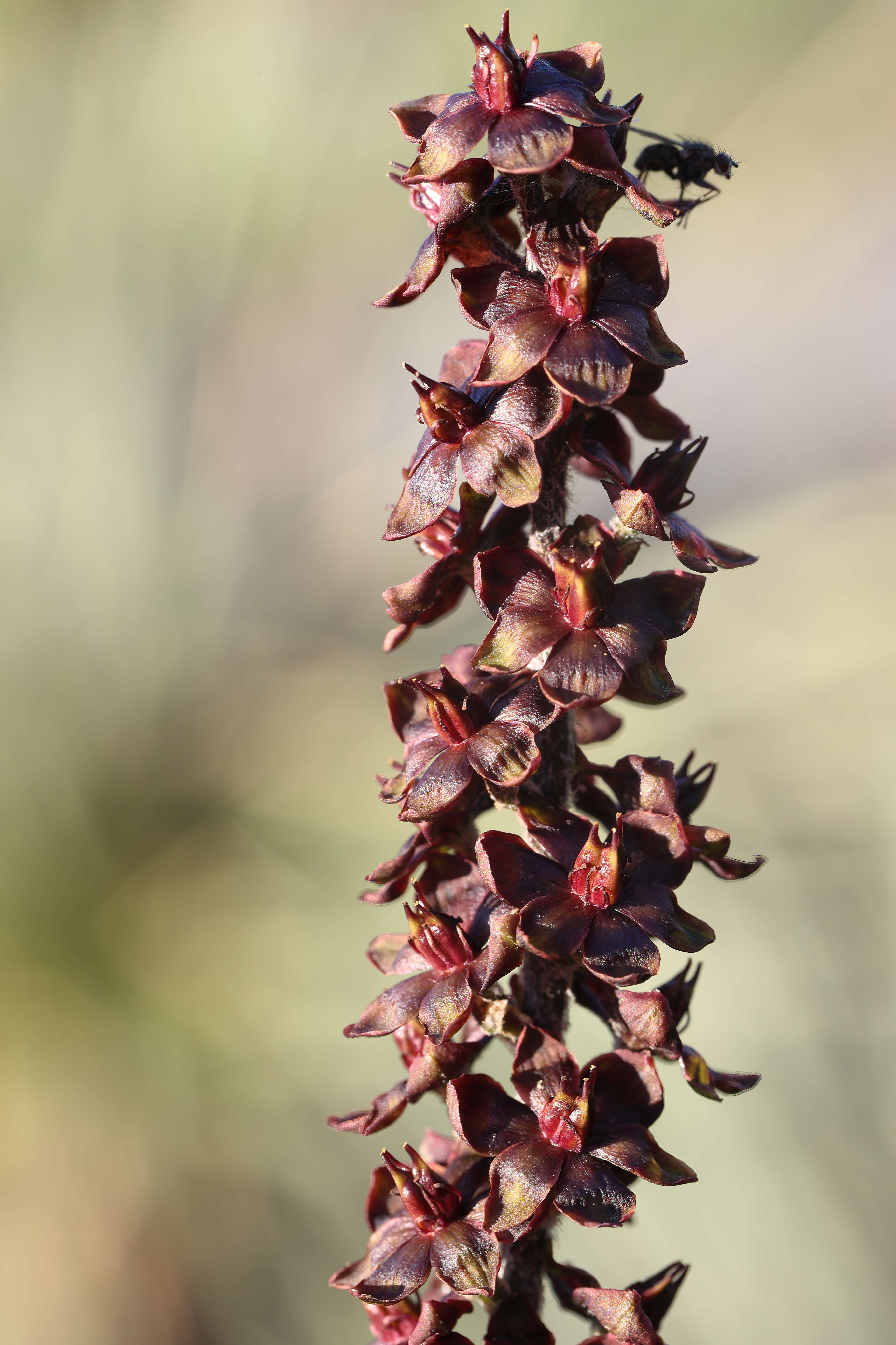 Image of black false hellebore