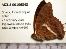 Charaxes cynthia Butler 1865 resmi