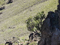 Image of alpine mirrorplant