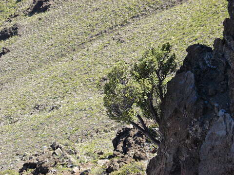 Image of alpine mirrorplant