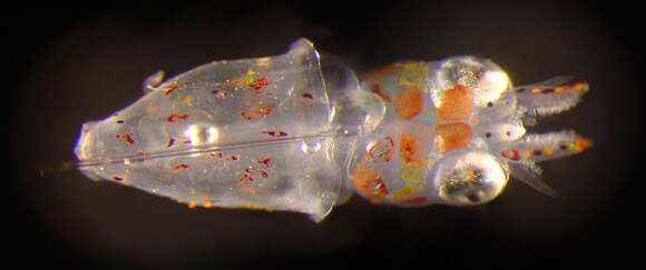 Image of Opalescent Inshore Squid