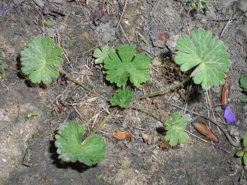 Image of Geranium albanum M. Bieb.