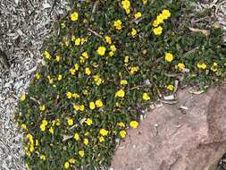 Image of Hibbertia vestita A. Cunn. ex Benth.