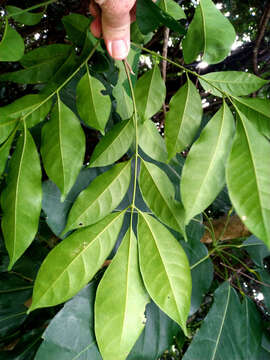 Image of Mossman mahogany