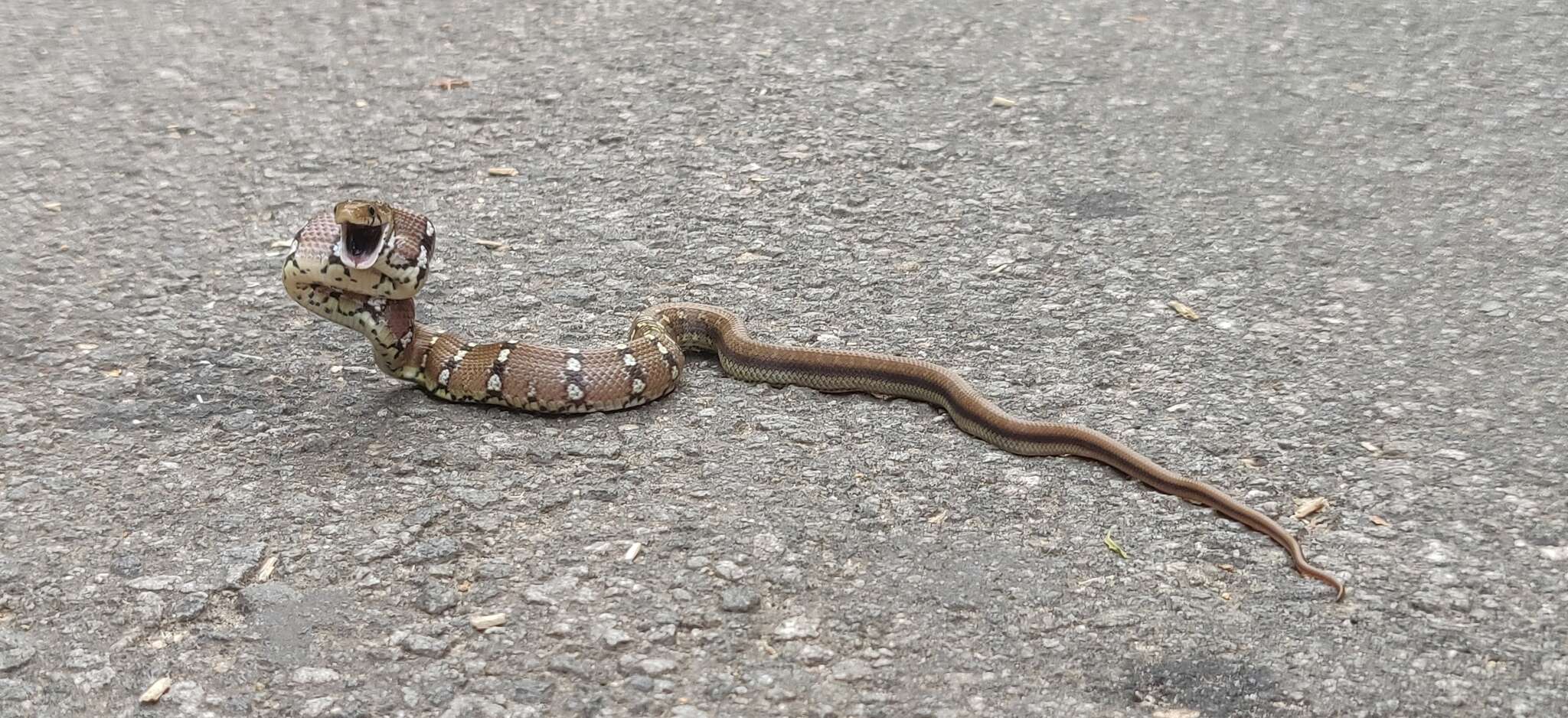 Imagem de Coelognathus helena (Daudin 1803)