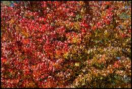 Image of American Sweetgum