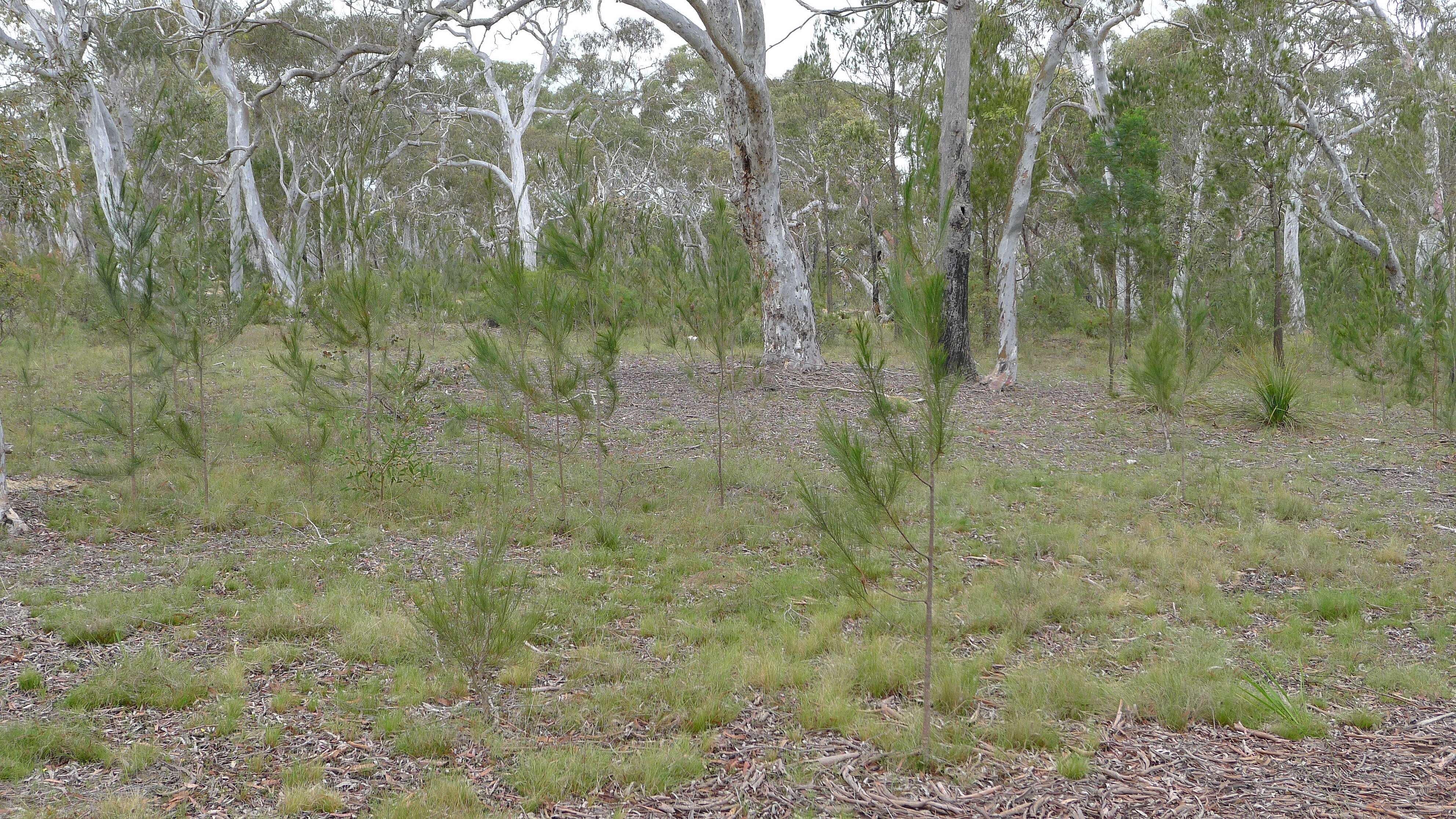 Image of black she-oak