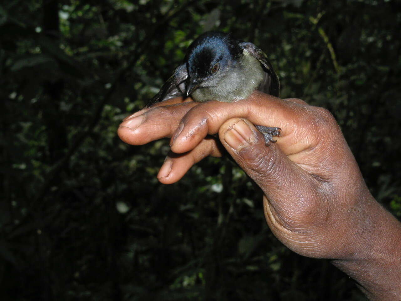 Image of Typical Berrypeckers