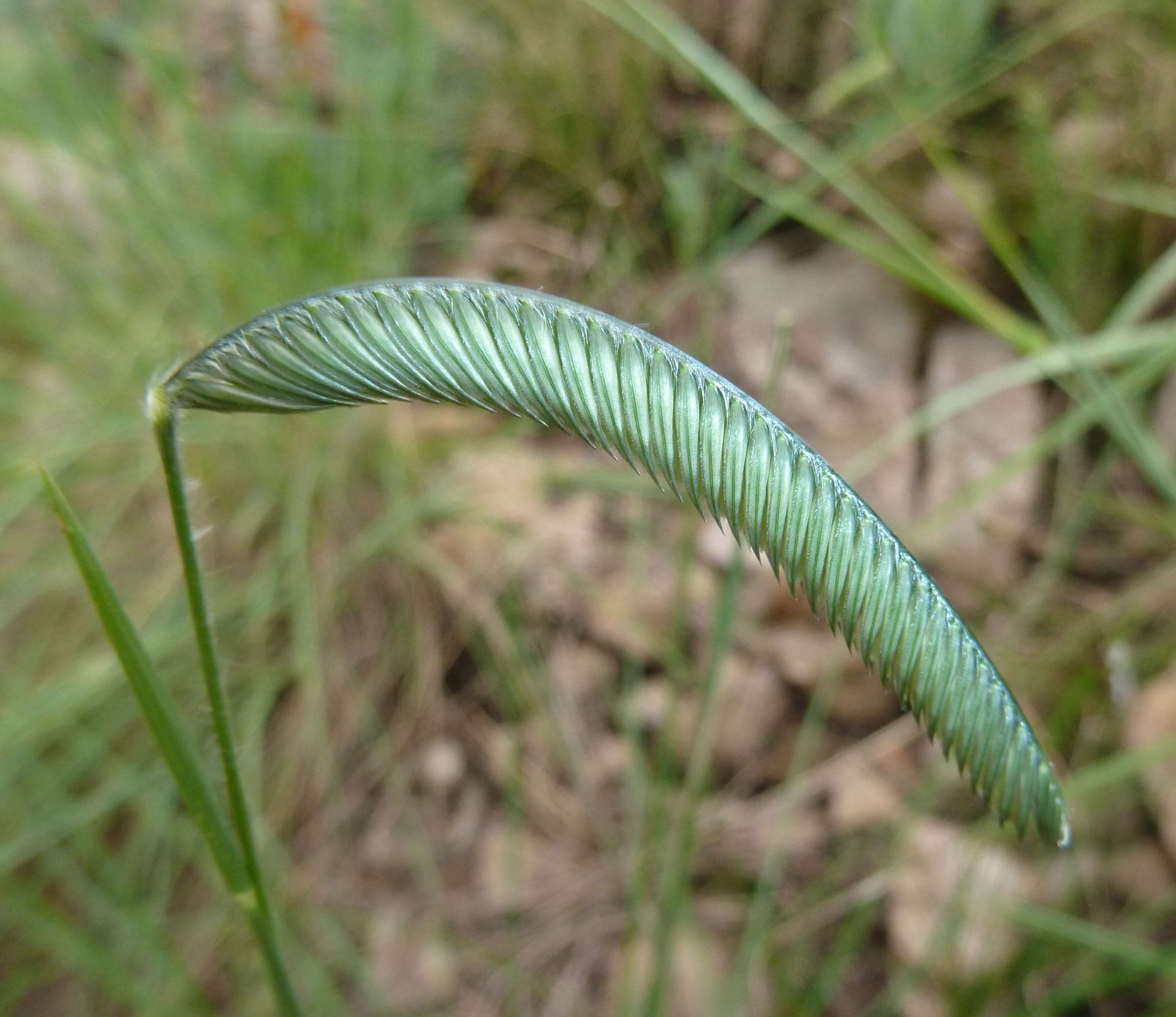 Harpochloa falx (L. fil.) Kuntze resmi