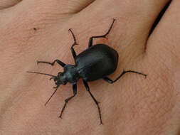 Image of Calosoma (Calosoma) inquisitor (Linnaeus 1758)