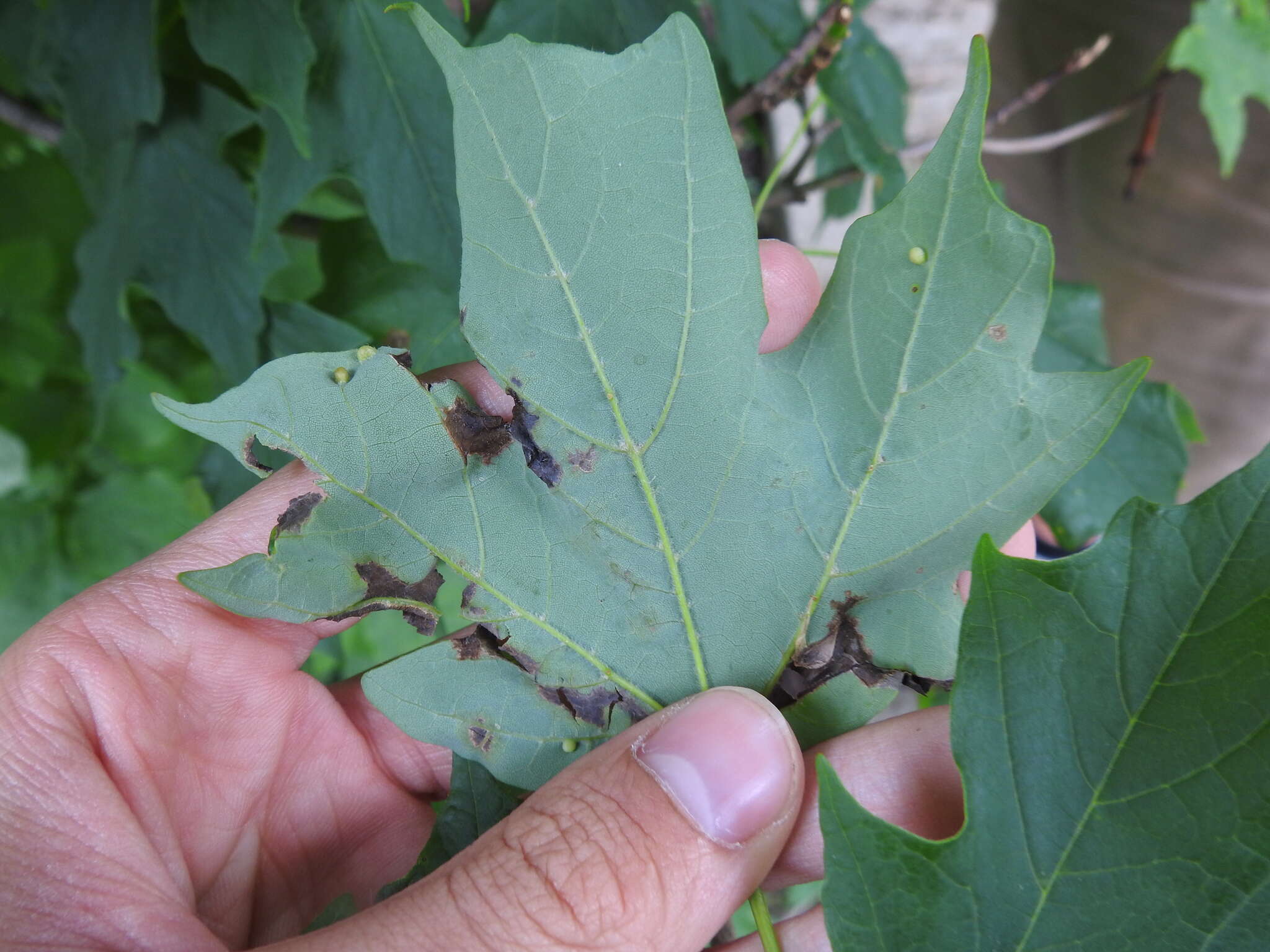 Image of Dasineura communis (Felt 1911)