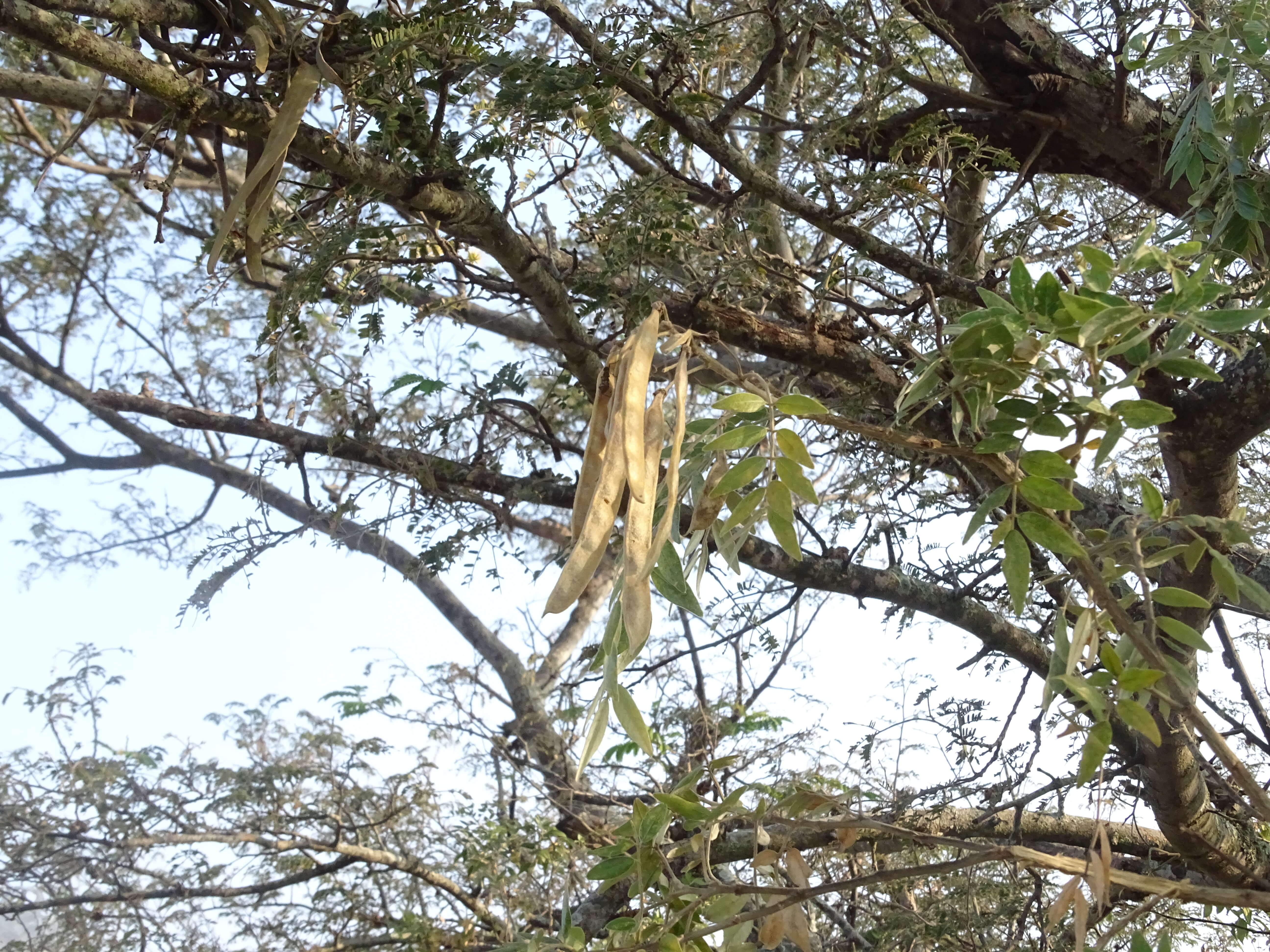 Image of Cork bush