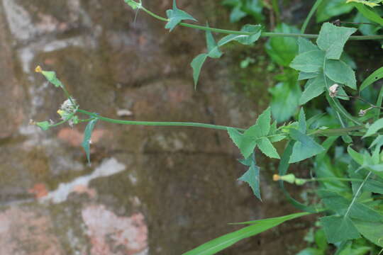 Image of common sowthistle