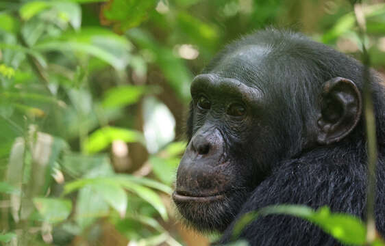 Image of Eastern Chimpanzee