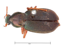 صورة Chlaenius (Chlaenius) aestivus Say 1823