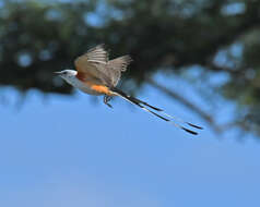 Image of Scissor-tailed Flycatcher