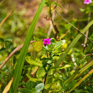 Image de Catharanthus