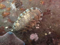 صورة Sypharochiton sinclairi (Gray 1843)