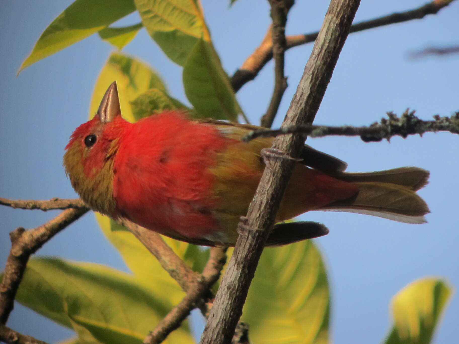 Imagem de Sanhaçu-vermelho