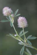 Image of Hare's-foot Clover