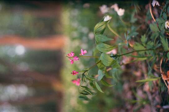 Image of spring pea