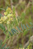 Astragalus douglasii (Torr. & A. Gray) A. Gray resmi