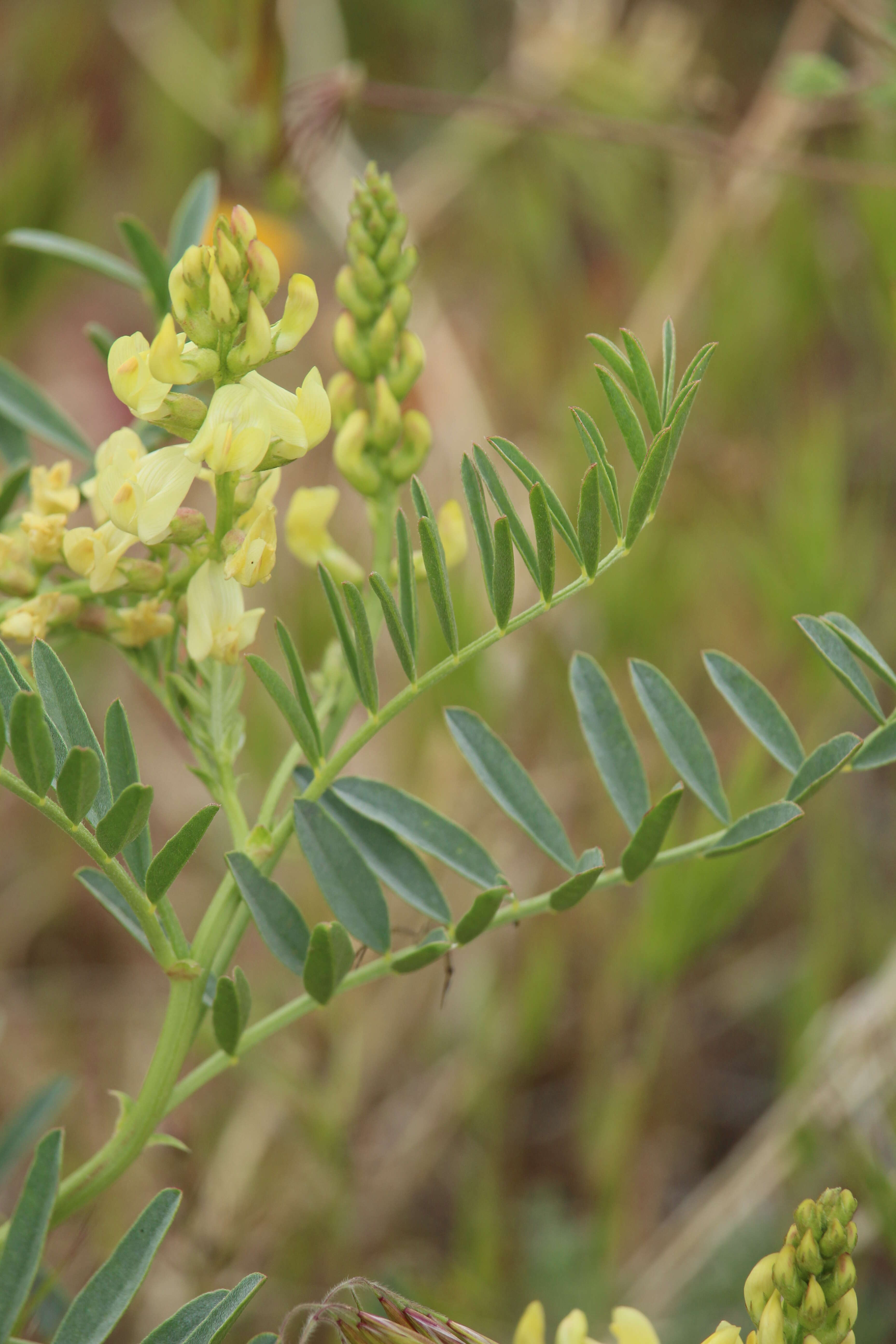 Astragalus douglasii (Torr. & A. Gray) A. Gray resmi