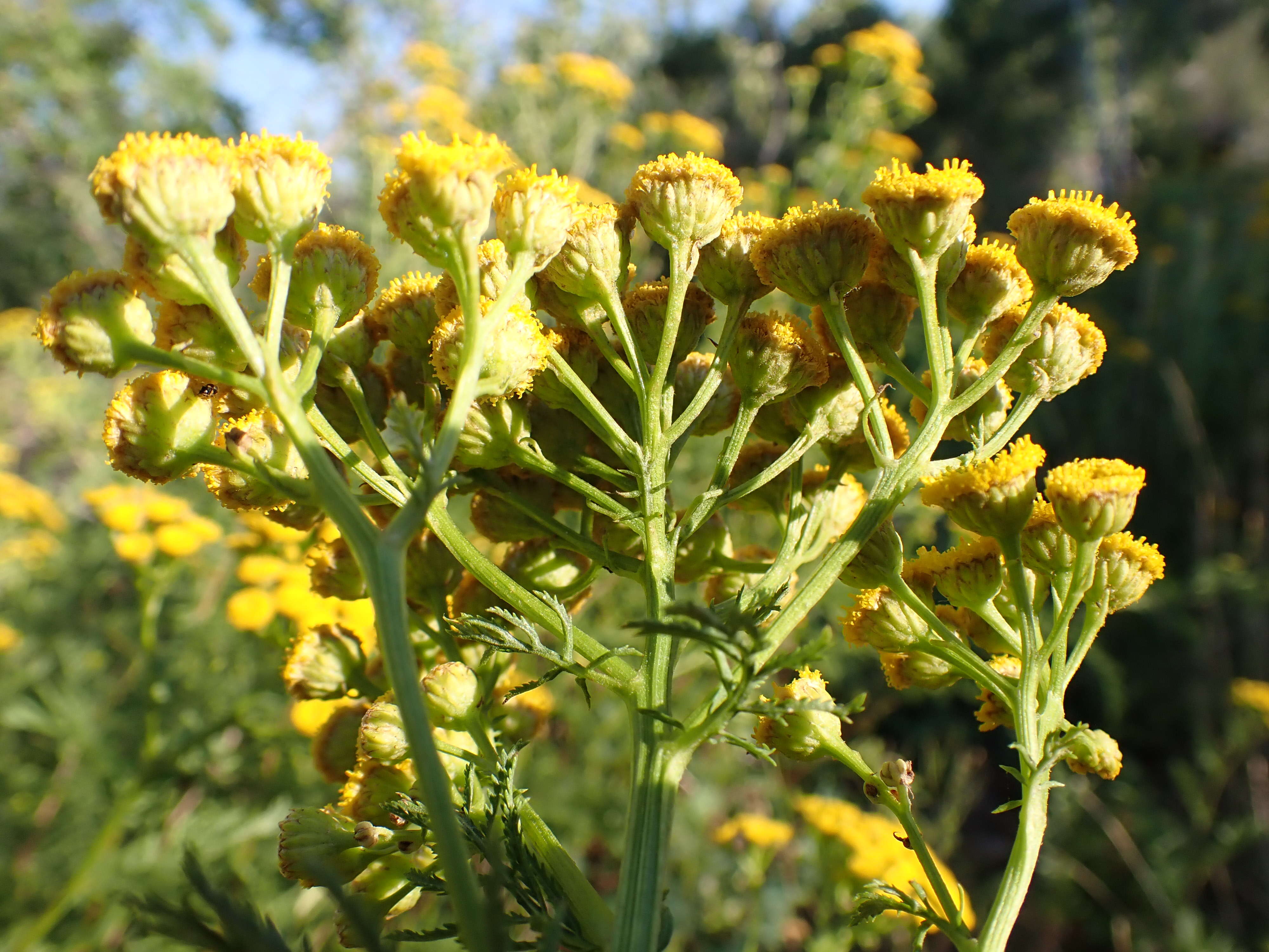 Image of common tansy