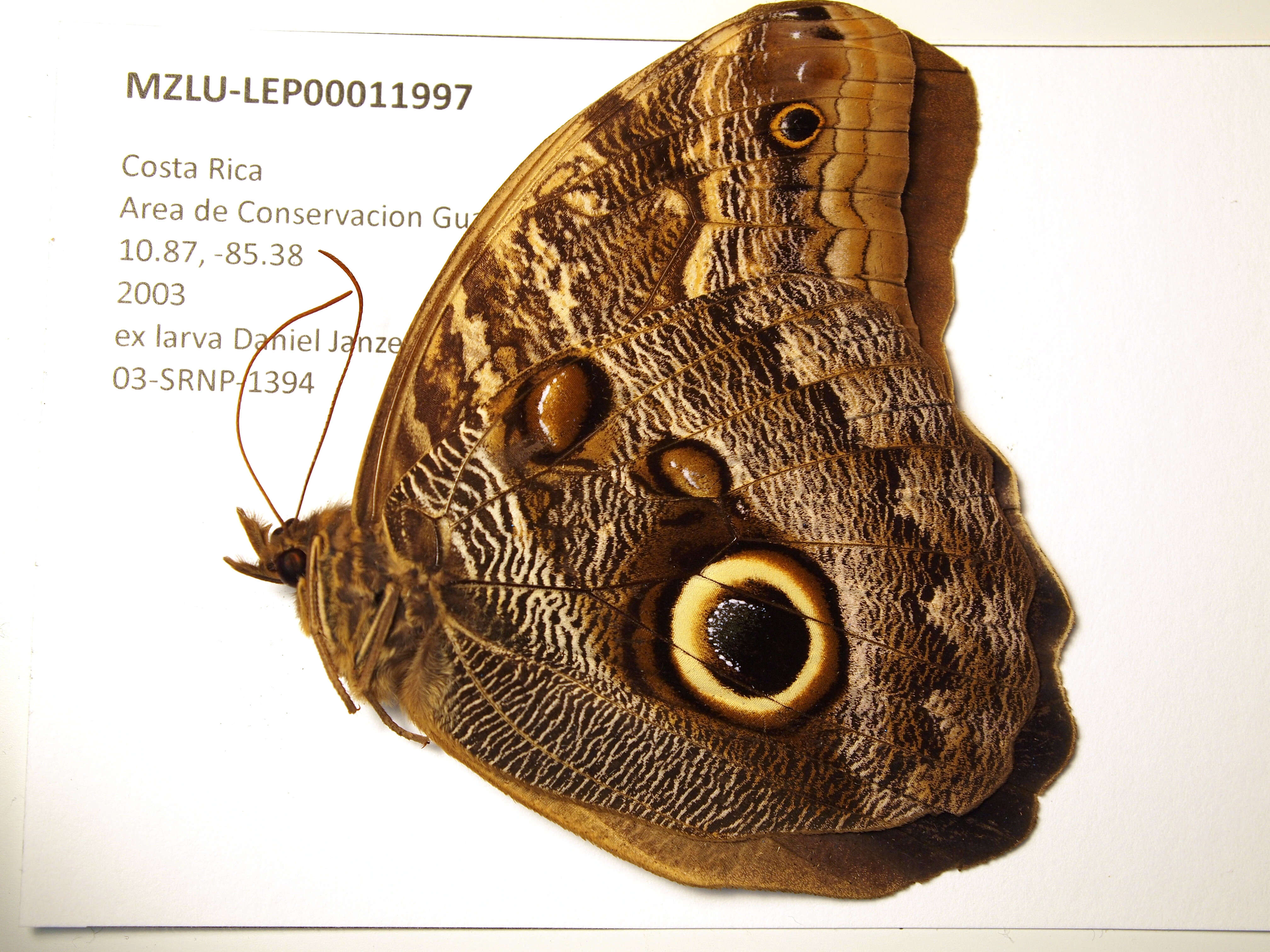 Image of Caligo telamonius