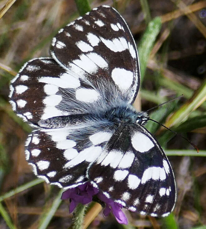 Image of marbled white