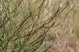 Image of herb of the cross