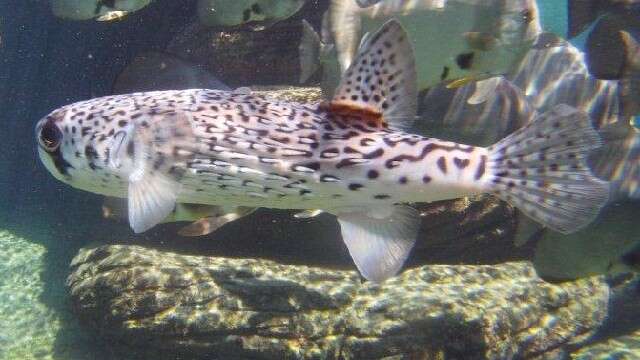 Image of Pelagic Porcupinefish