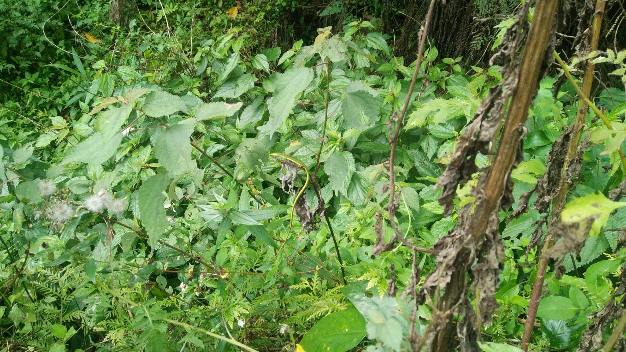 Image of Koshun Grass Lizard