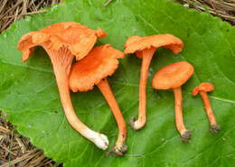 Image of Cantharellus texensis Buyck & V. Hofst. 2011