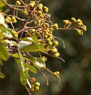 Image of threeleaf soapberry