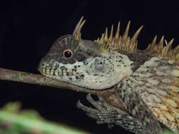 Image of Acanthosaura cardamomensis Wood, Grismer, Grismer, Neang, Chav & Holden 2010