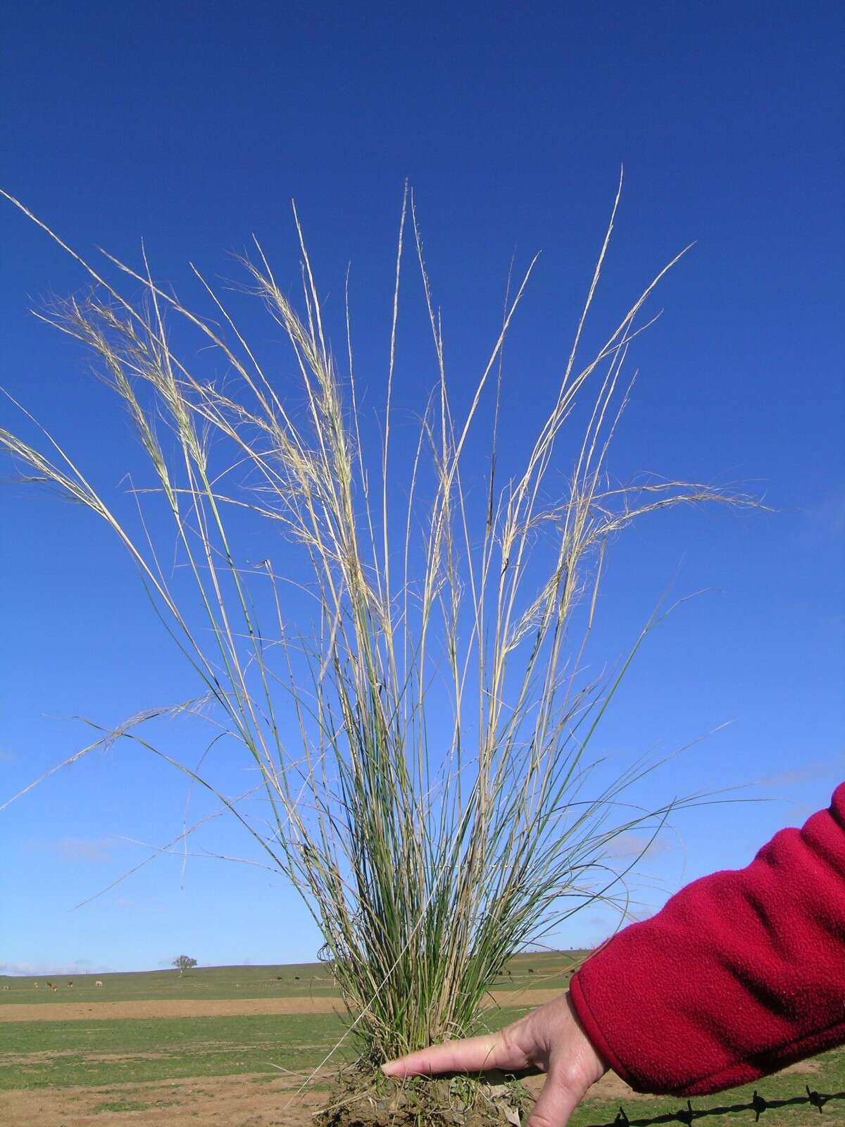 Image of Austrostipa scabra (Lindl.) S. W. L. Jacobs & J. Everett