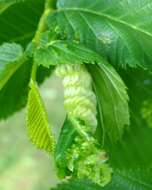 Image of Woolly aphids