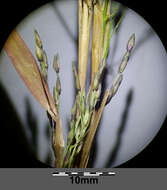 Imagem de Panicum dichotomiflorum Michx.