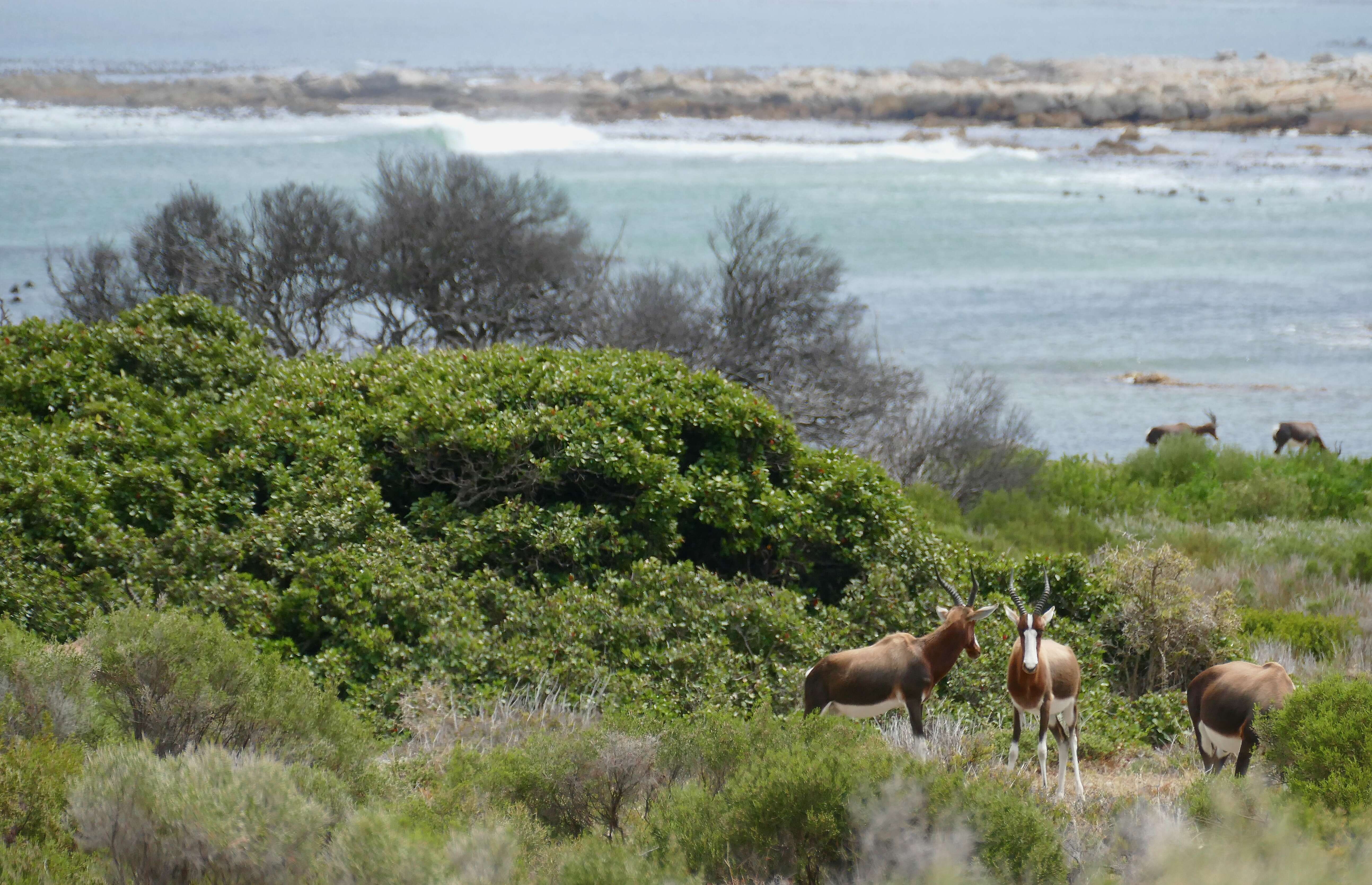 Image of Blesbok