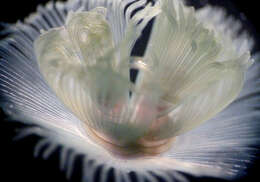 Image of large green phoronid