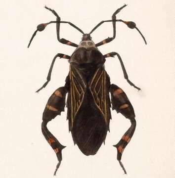 صورة Thasus gigas (Klug 1835)